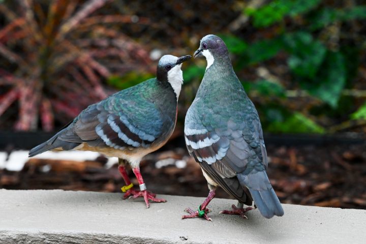 Luzon Bleeding-Heart