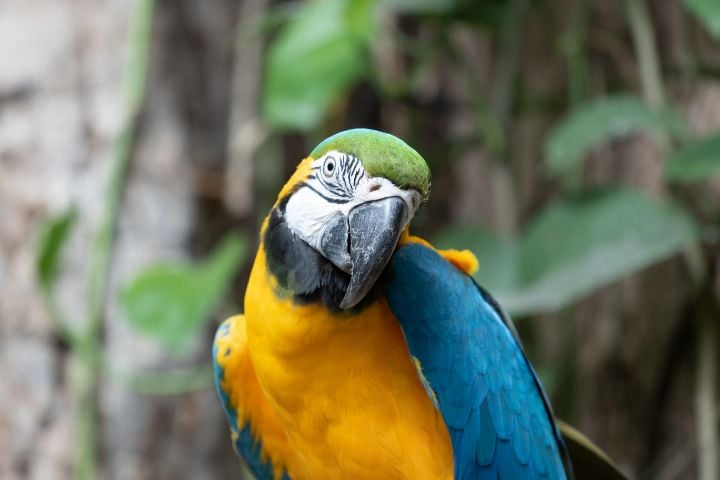 macaw