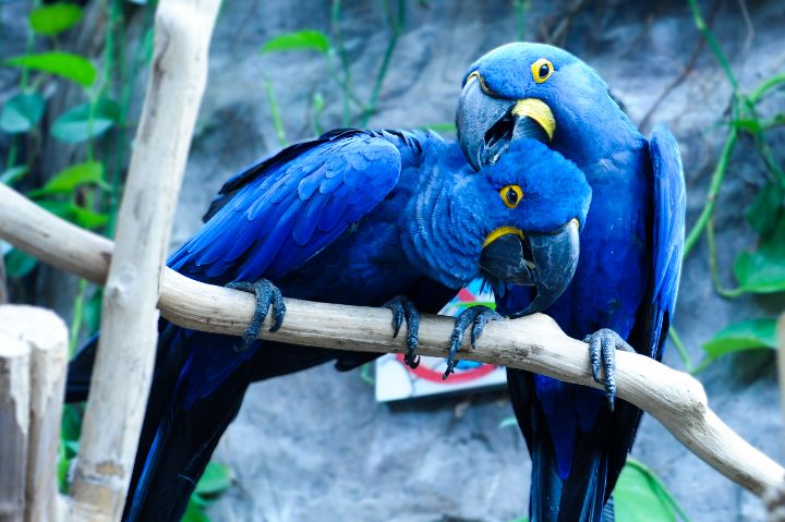 Hyacinth Macaw