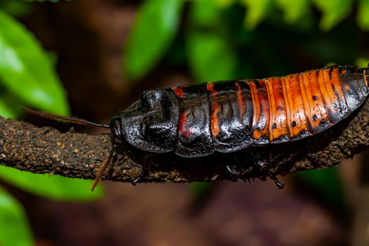 Madagascar Hissing Cockroach