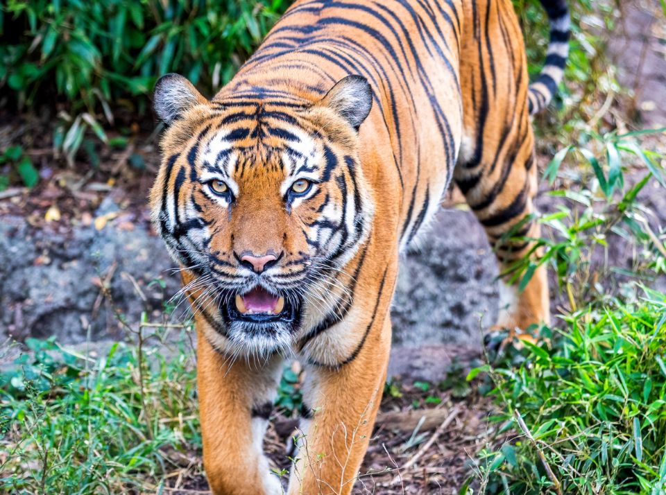 A Malayan Tiger at Audubon Zoo