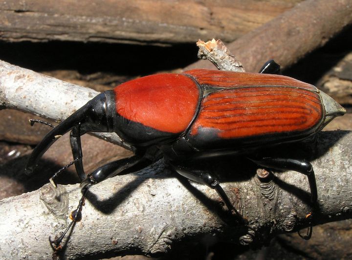 Giant Malaysian Weevil
