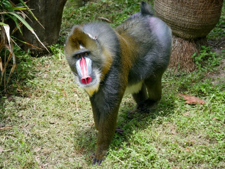 mandrill
