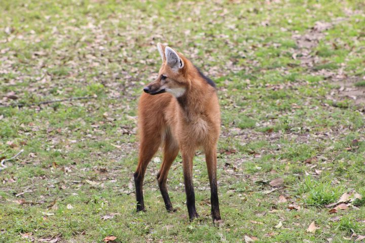 Maned Wolf