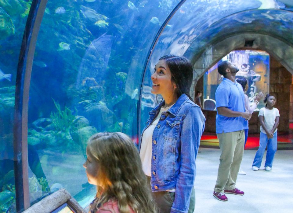 Families enjoying the Maya Tunnel at Audubon Aquarium in New Orleans