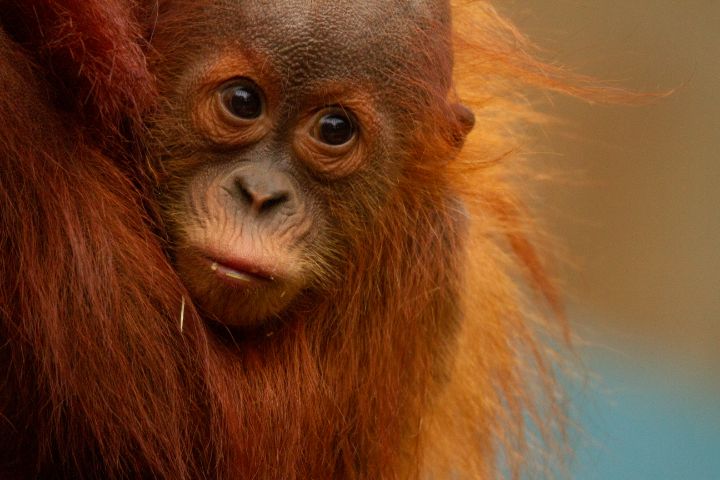 Sumatran Orangutan