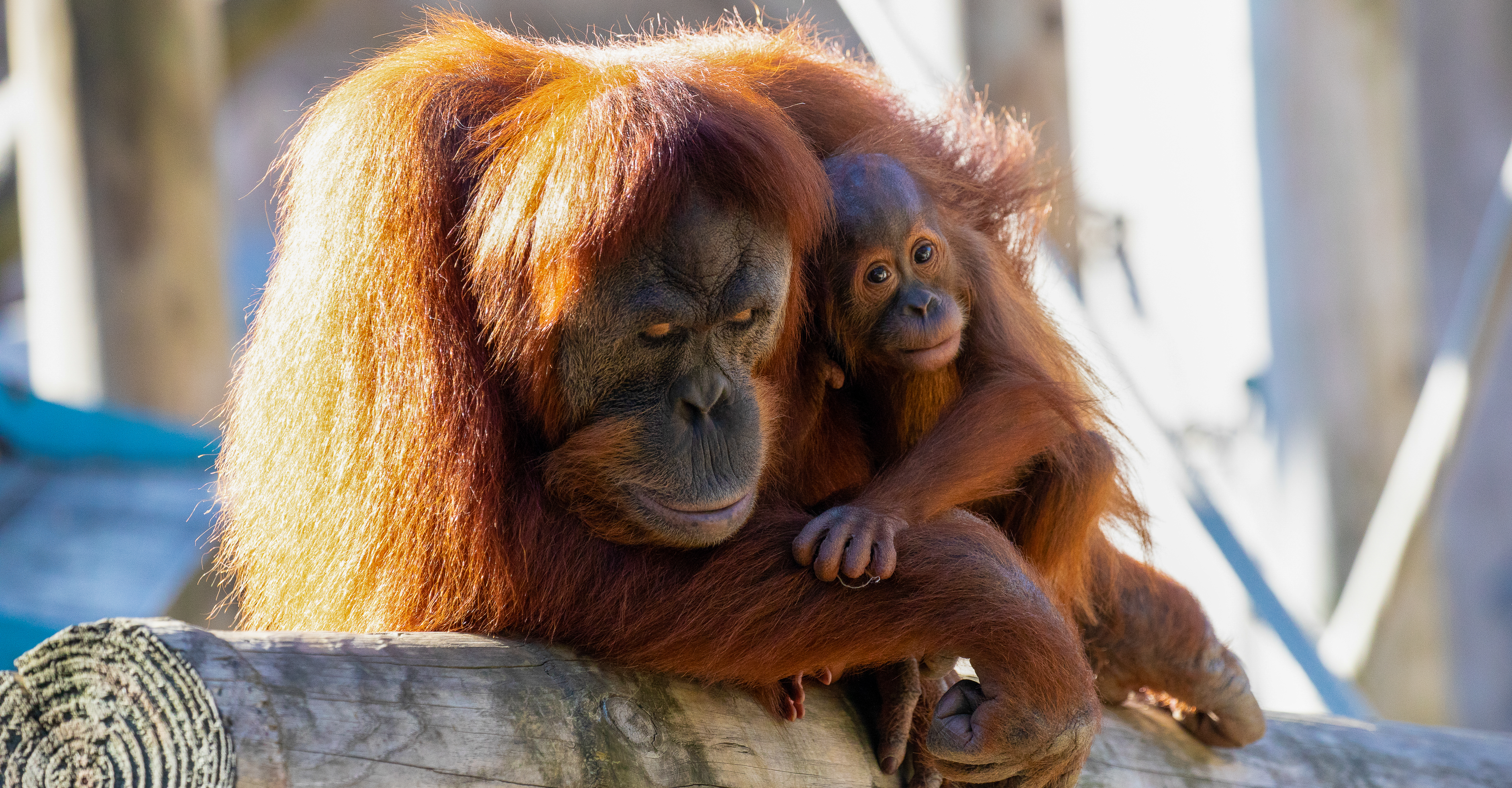Orangutan mom and baby at Audubon Zoo