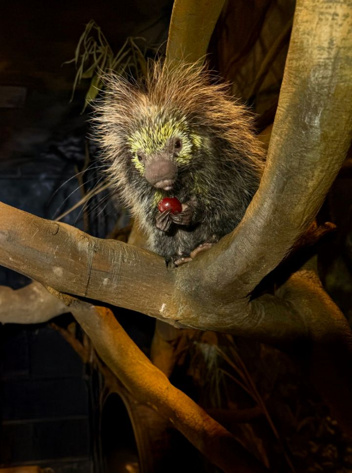 A Mexican Hairy Dwarf Porcupine holding a red fruit at Audubon Zoo