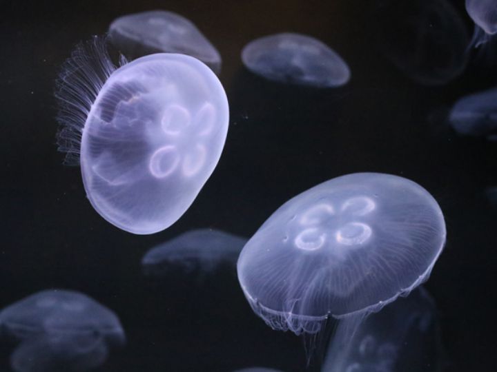 Moon Jellies