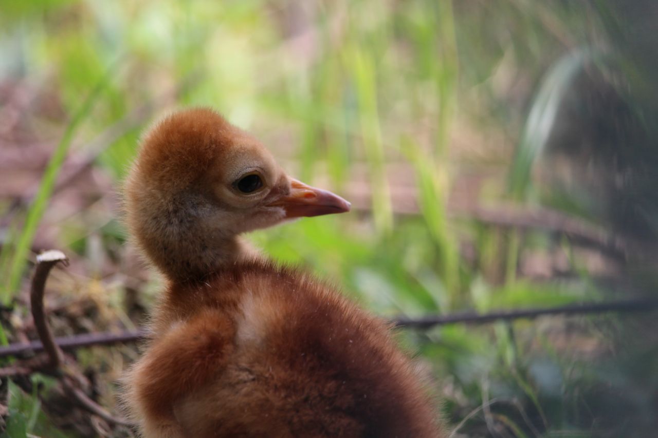 Whooping Crane baby