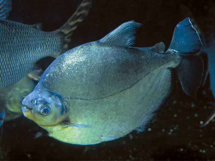 Pacu