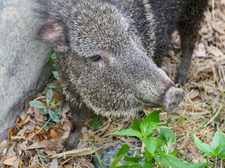 peccary