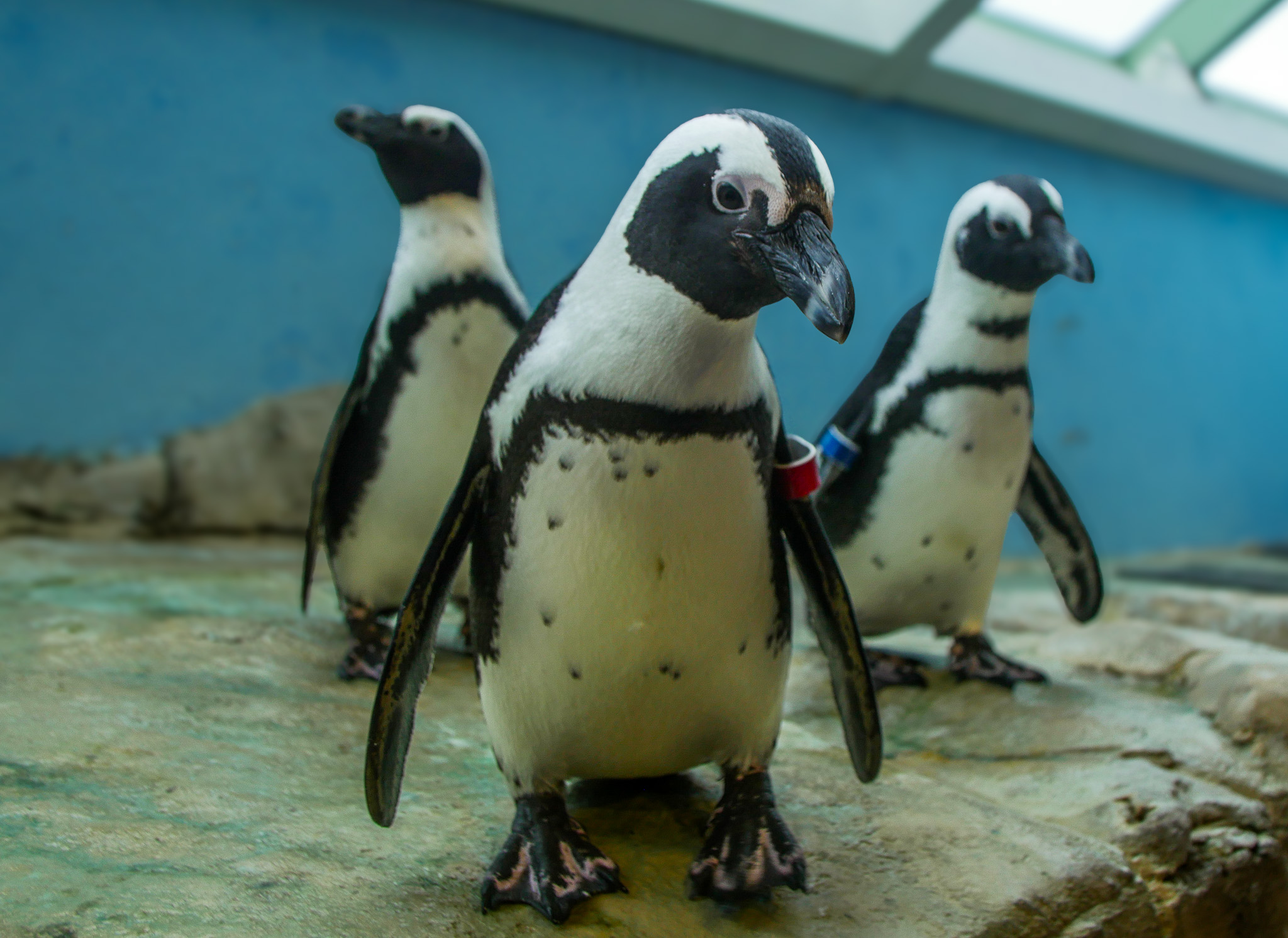 A group of African Penguins at Audubon Aquarium in New Orleans