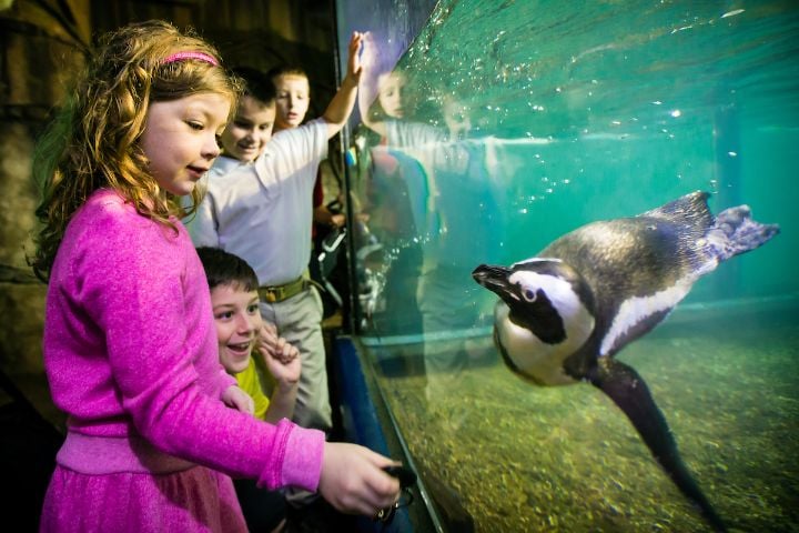 South African Penguins Audubon Aquarium