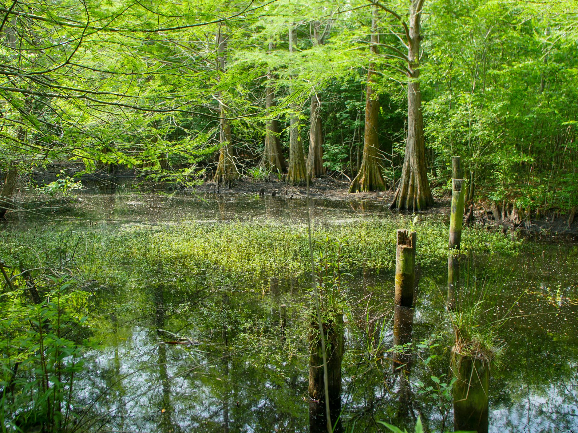 nature center pond