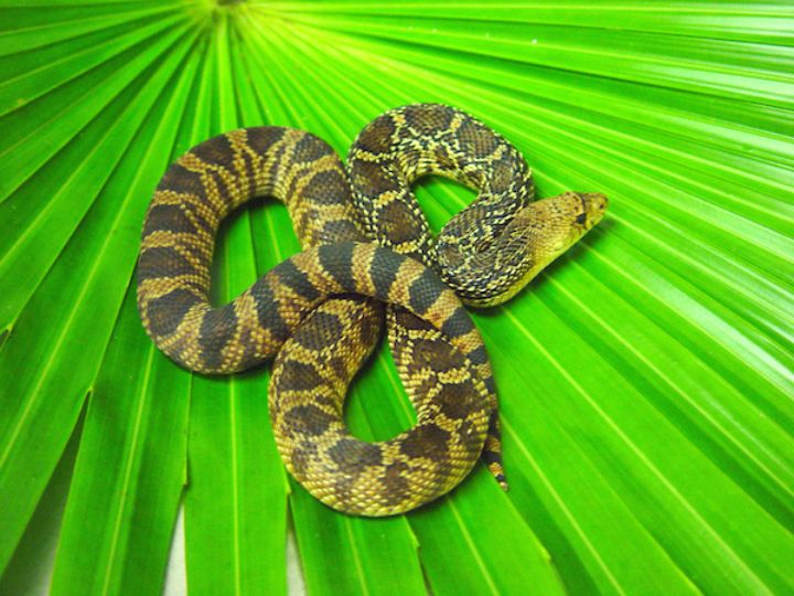 Louisiana Pine Snake