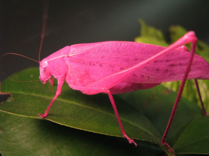 pink katydid