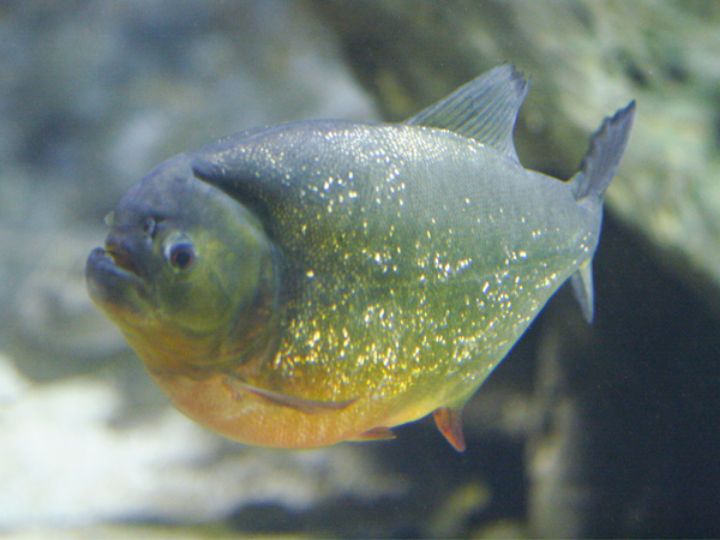 Piranha