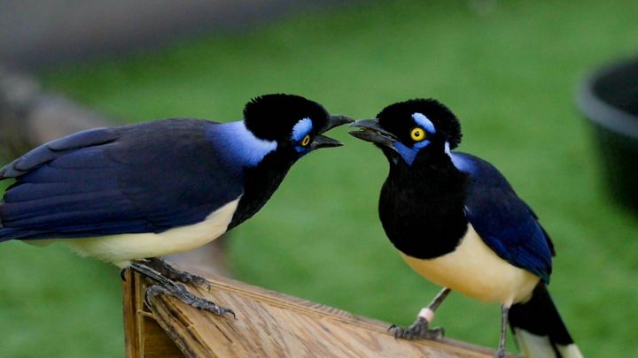 Plush Crested Jay