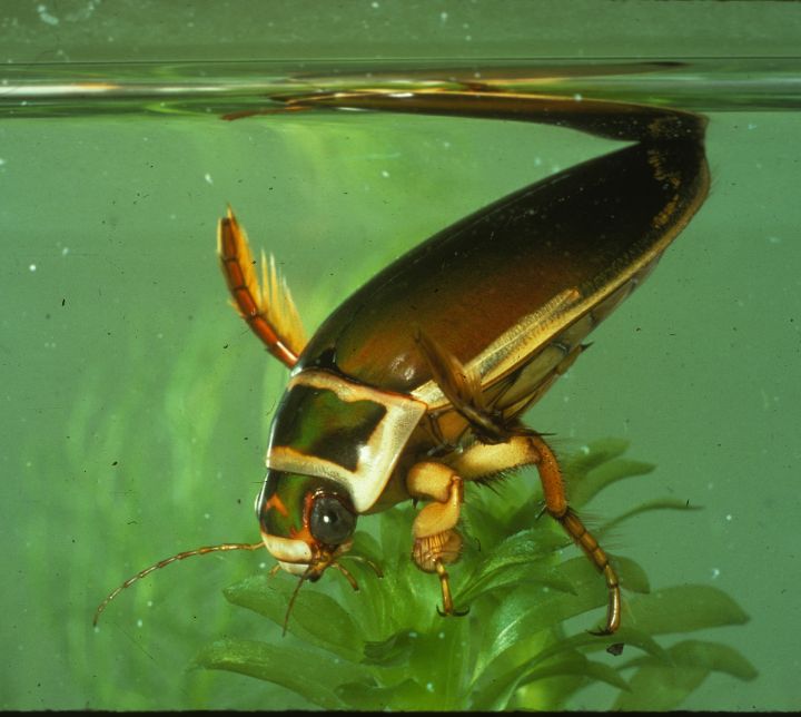 Predaceous Diving Beetle