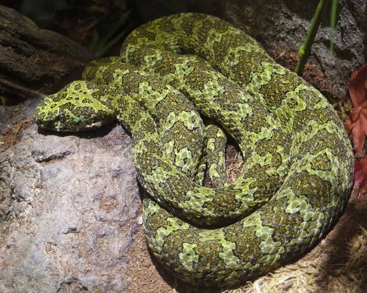 Mangshan Pit Viper 