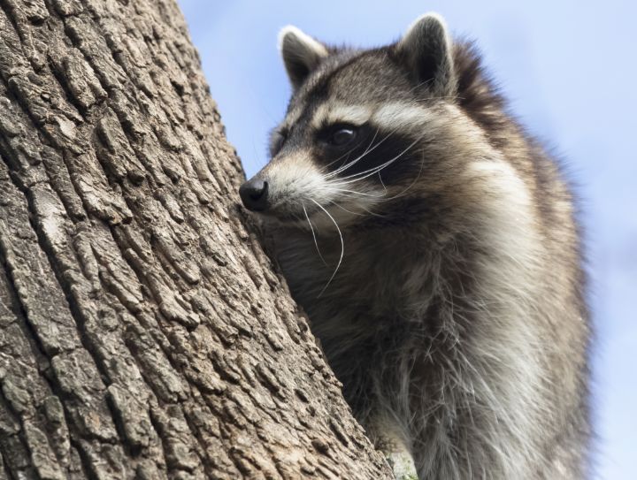 Raccoon at Audubon Zoo