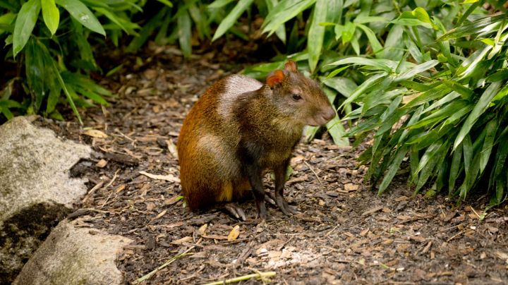 Red-rumped Agouti at Audubon Zoo