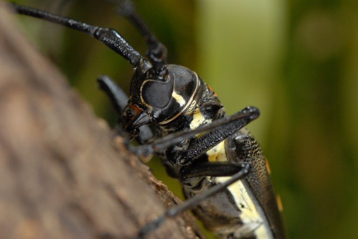Red-spotted Longhorn Beetle