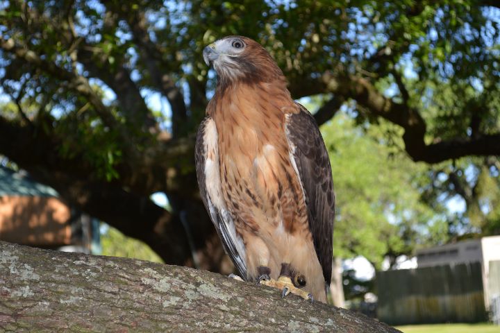 Red-Tailed Hawk