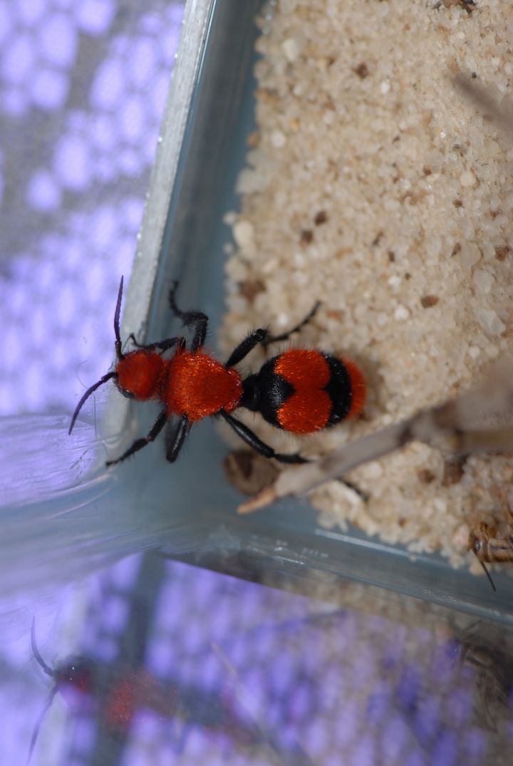 Red Velvet Ant