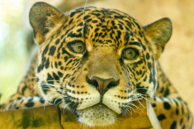 A jaguar at Audubon Zoo