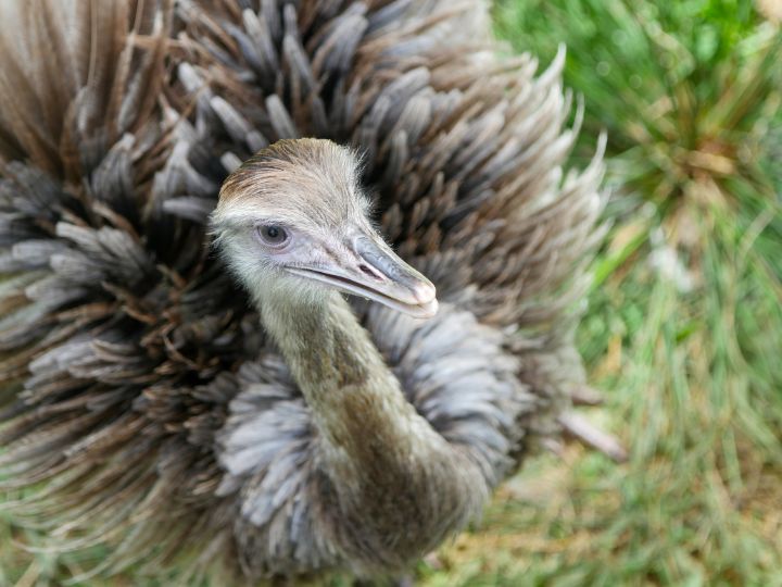 A Rhea at Audubon Zoo