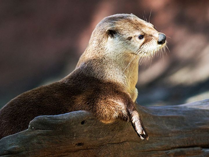 River Otter