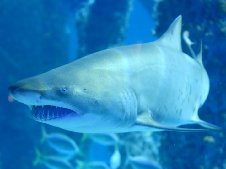 Sand Tiger Shark