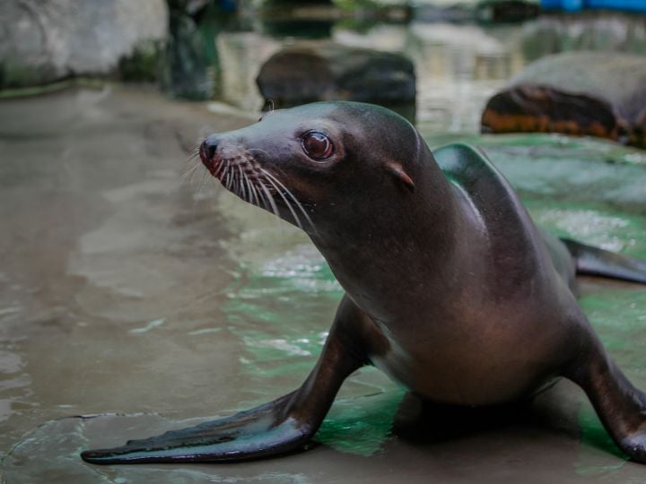 California Sea Lions