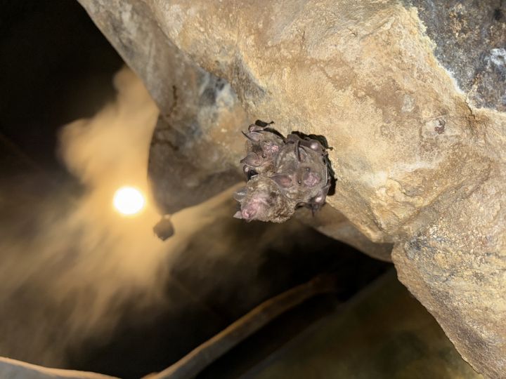 Three Seba's Short-Tailed Bats on a rock at Audubon Zoo in the Nocturnal House