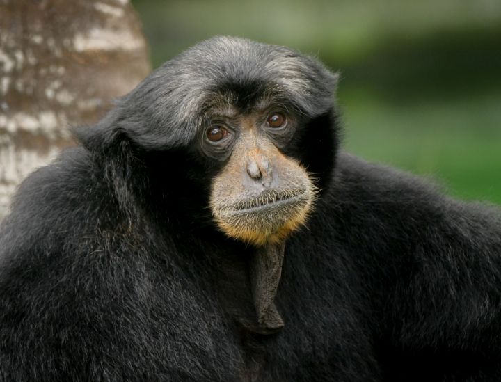A Siamang looking at the camera at Audubon Zoo