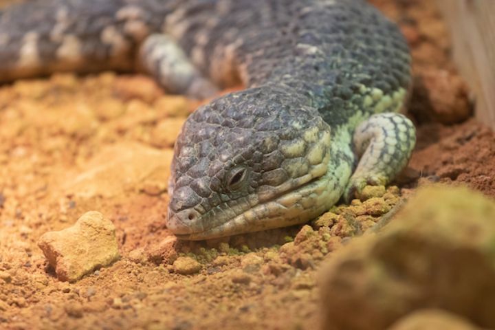 Shingleback Skink