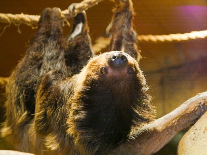 A sloth hanging upside down in the Nocturnal House