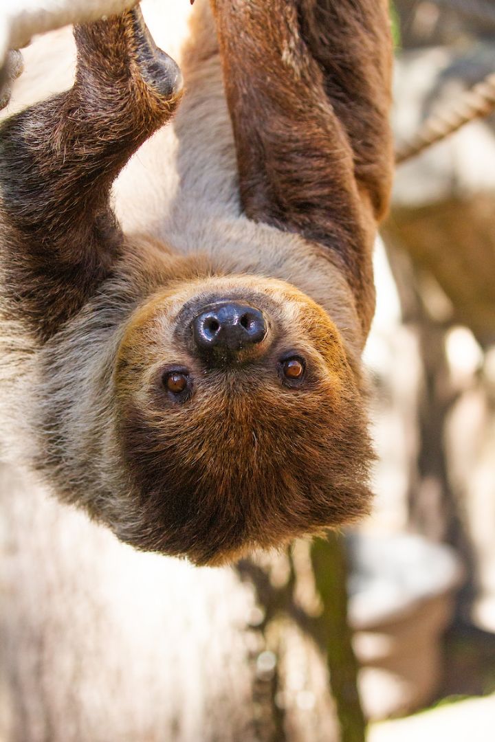 Linne’s Two-toed Sloth