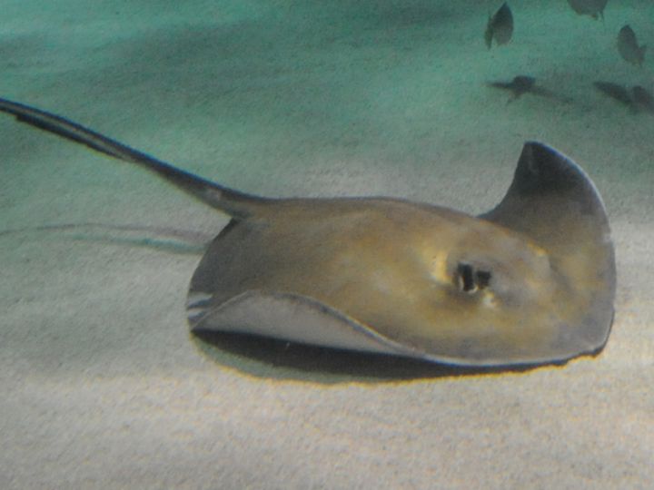 Southern Stingray