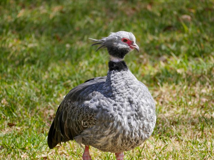 southern screamer
