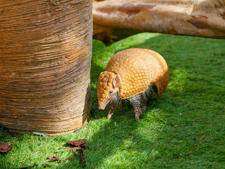 Armadillo