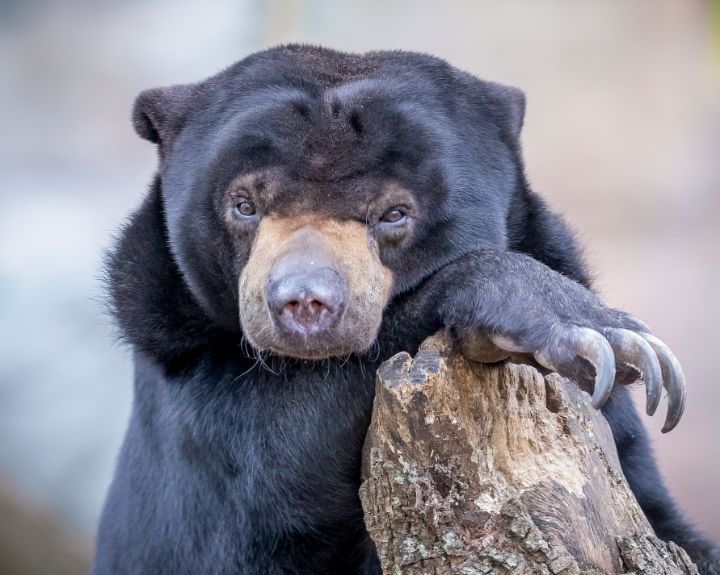 Malayan Sun Bear