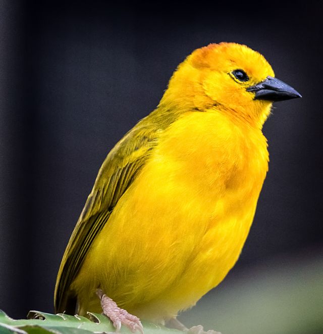 Wings of the World exhibit