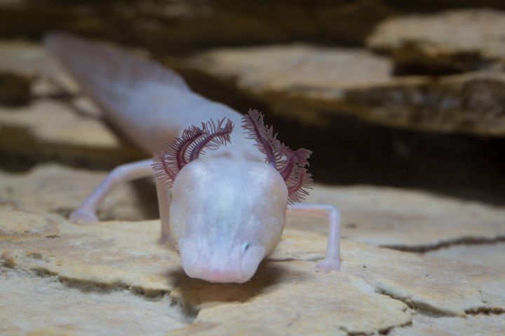 Texas Blind Salamander