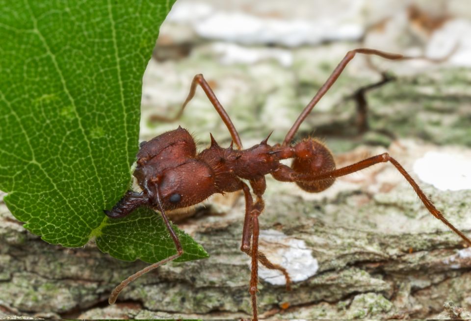 leaf cutter ant