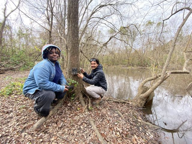 Audubon Nature Institute employees setting up wildlife cameras
