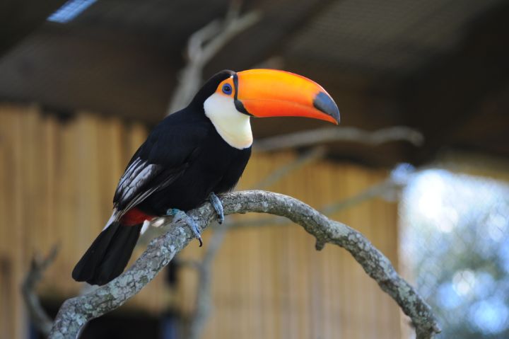 Toucan