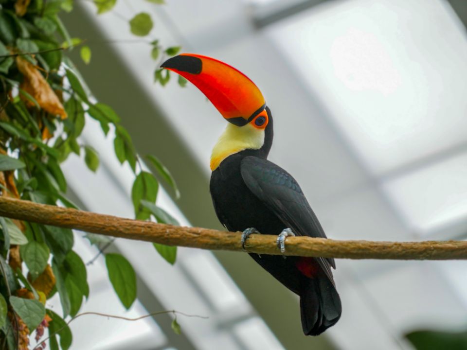toucan